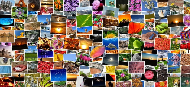 Forest Photo Albums