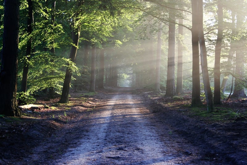 Forest Memories